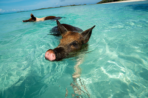 Exuma Bahamas Swimming Pigs & Sharks Tours & Snorkeling Tours